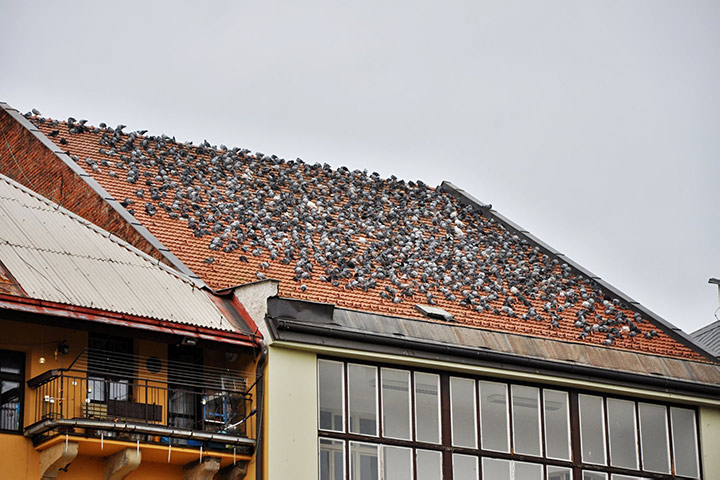 A2B Pest Control are able to install spikes to deter birds from roofs in Beighton. 