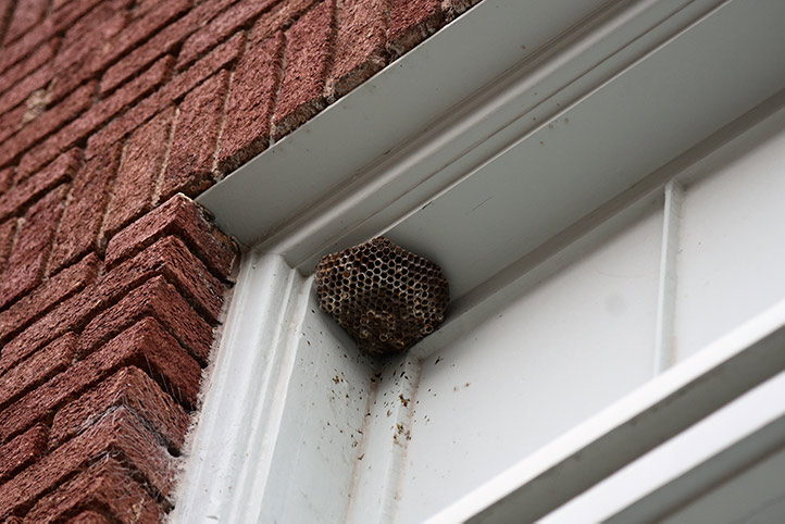 We provide a wasp nest removal service for domestic and commercial properties in Beighton.